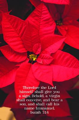 Picture of A Sign Bulletin (Pkg 100) Christmas